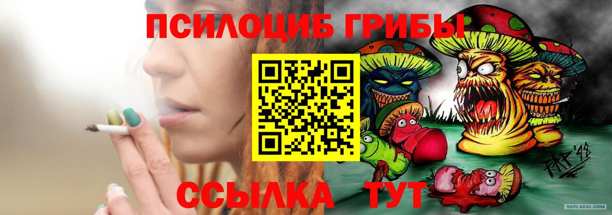 Псилоцибиновые грибы Psilocybe Москва